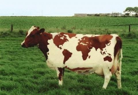 Grappig plaatje