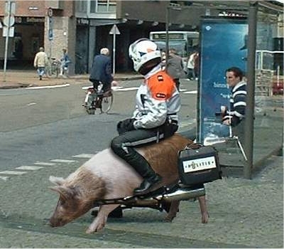 Politie-agent op een varken
